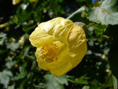 Abutilon pictum (farolito japonés)